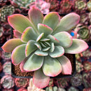 Echeveria 'Luella' Variegated 2" Succulent Plant