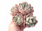 Echeveria Sp Cluster 5” Rare Succulent Plant