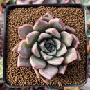 Echeveria 'Felipeso' 2" Succulent Plant