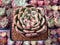 Echeveria 'Monroe Chanel' 3" Succulent Plant