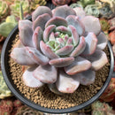 Echeveria 'Orange Monroe' 5" Large Powdery Succulent Plant