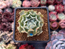 Echeveria 'Revolution' 1" Succulent Plant