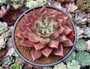 Echeveria Agavoides 'Amestro' 4" Succulent Plant