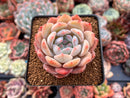 Echeveria 'Orange Monroe' 3" Succulent Plant
