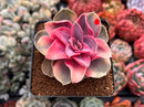 Echeveria 'Rainbow' Variegated 3" Succulent Plant