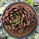 Echeveria Agavoides sp. Large Specimen 4"-5" Succulent Plant