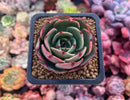 Echeveria Agavoides 'Pink Flora' 2" Succulent Plant