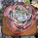 Echeveria 'Beyonce' Variegated 4"-5" Large Succulent Plant