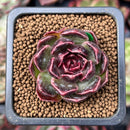 Echeveria 'Fushike' 1" New Hybrid Succulent Plant