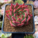 Echeveria Agavoides 'Red Lense' 2" Succulent Plant
