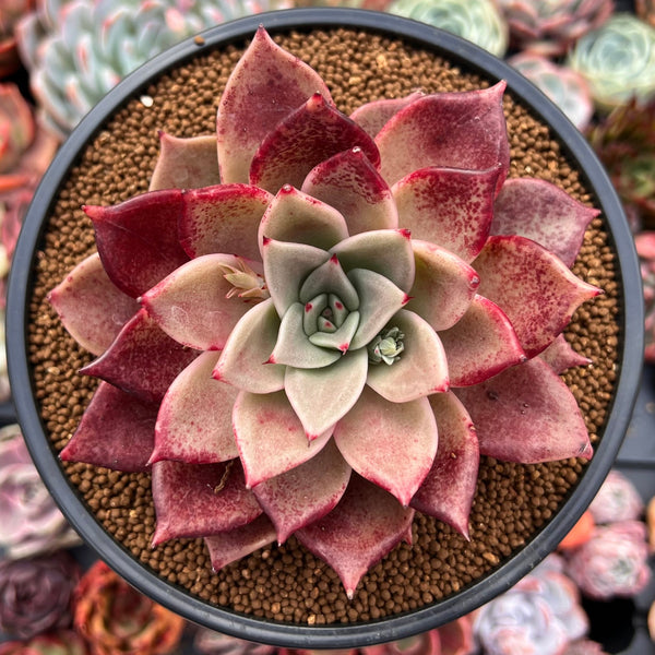 Echeveria Agavoides 'Love and Peace' 4" Succulent Plant
