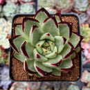 Echeveria Agavoides 'Super Black' 4" Succulent Plant