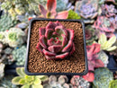 Echeveria 'Charlotte' 2" Succulent Plant