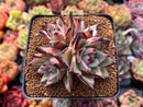 Echeveria Agavoides 'Topaz' 3" Cluster Succulent Plant