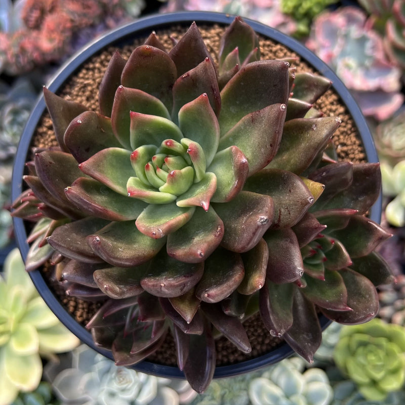 dark green succulent plant Echeveria Agavoides 'Bronze Beauty' 4
