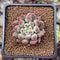 Pachyphytum 'Yeonji' 1"-2" Small Succulent Plant