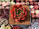 Echeveria Agavoides 'Heaven' 2" Succulent Plant