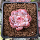Echeveria 'Orange Monroe' 1" Succulent Plant