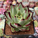 Echeveria Agavoides 'Super Black' 4" Succulent Plant