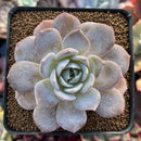 Echeveria 'Grouse' 3" Succulent Plant
