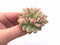 Echeveria Mebina Variegated 3” Rare Succulent Plant