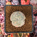 Echeveria 'Hearts Choice' 2" Succulent Plant