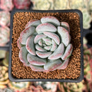 Echeveria 'Milk Rose' 2" Succulent Plant
