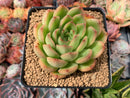 Echeveria Agavoides 'Ice Ace' 3" Succulent Plant