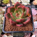 Echeveria Agavoides 'Red Wine' 2" Succulent Plant