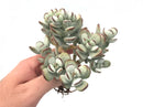 Cotyledon 'Orbiculata' Cluster 5" Large Succulent Plant