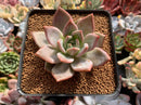 Echeveria Agavoides 'Baekya' 2" Succulent Plant