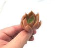 Echeveria 'Mexican Giant' x 'Agavoides' 2" Rare Succulent Plant