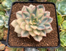 Echeveria 'Esther' Variegated 3" Succulent Plant