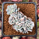 Echeveria 'Marina' Crested 2" Succulent Plant