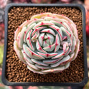 Echeveria 'Captain Hayes' 1"-2" Succulent Plant