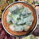 Echeveria 'Hearts Delight' 4" Succulent Plant