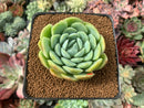 Echeveria 'Twin Berry' 2” Succulent Plant
