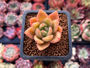 Echeveria Agavoides 'Mecklenburgh' 1" Succulent Plant