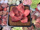 Echeveria Agavoides 'Redkus' 2" Succulent Plant