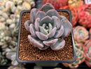 Echeveria 'Hayul' 2" Succulent Plant