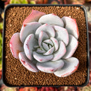 Echeveria 'White Lotus' 2" Powdery Succulent Plant