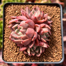 Echeveria Agavoides 'Magic Plot' 2" Cluster Succulent Plant
