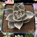 Echeveria Agavoides 'Jade Star' 2"-3" Succulent Plant