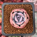 Echeveria 'Winter Flower' 1" Succulent Plant