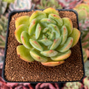 Echeveria 'Red Glow' 2"-3" Succulent Plant