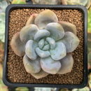 Echeveria 'Queens Bowl' 2" New Hybrid Succulent Plant