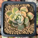 Graptoveria 'Pretty in Pink' Variegated 1" Succulent Plant