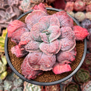 Echeveria 'Linguas' 4"-5" Cutting Succulent Plant