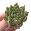 Echeveria 'Agavoides' X 'Zaragoza' 2"-3" Succulent Plant