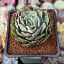 Echeveria 'Bradburiana' Lightly Variegated 2" Succulent Plant